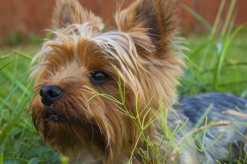 Dementia Care: Why Senior Care Facilities are Adopting Robotic Pets